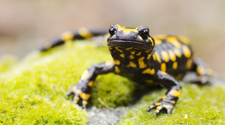 Can Humans actually have Regenerative Abilities