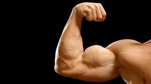 Can Muscle Growth lead to a loss in Muscle Endurance